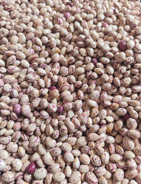 لوبیا چیتی